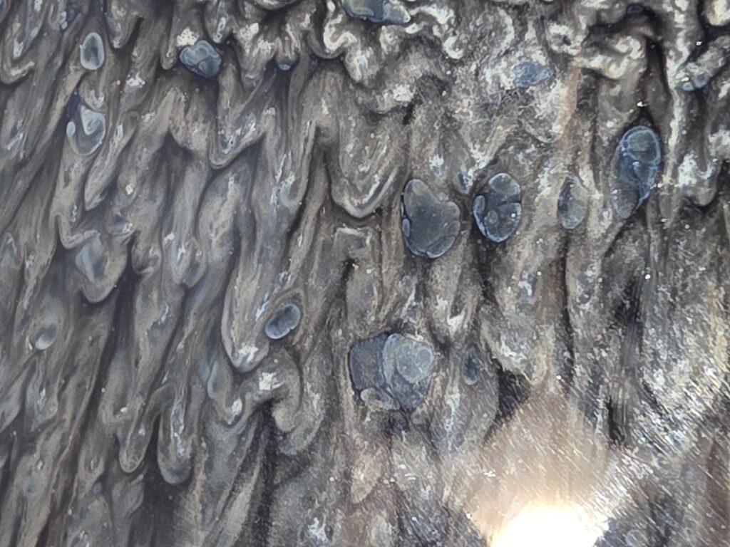 Lin Zhengqing/Quanyue black partridge