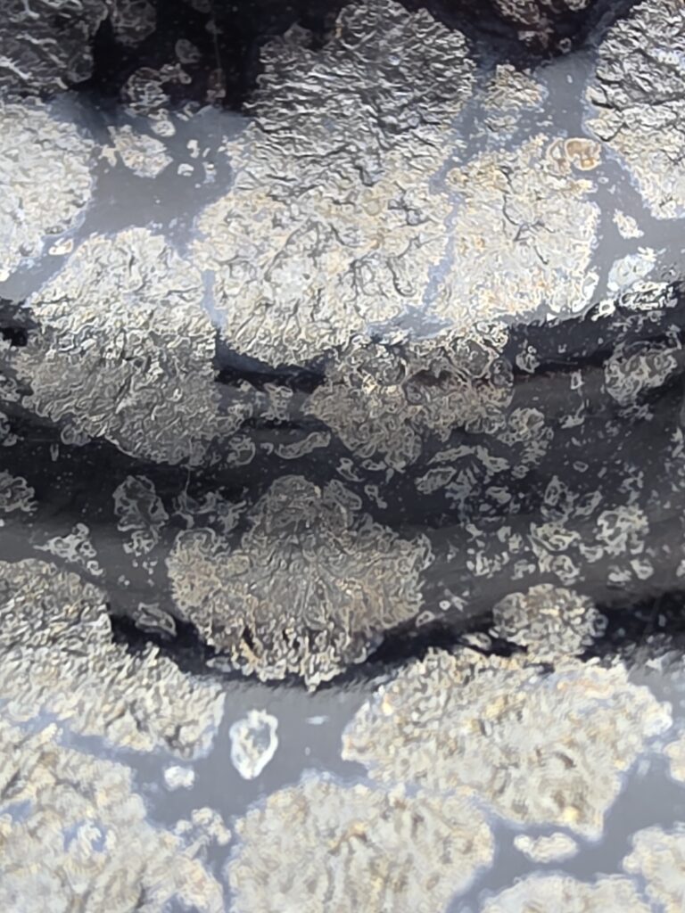 Yue Ran Tang silver sleeping dragon