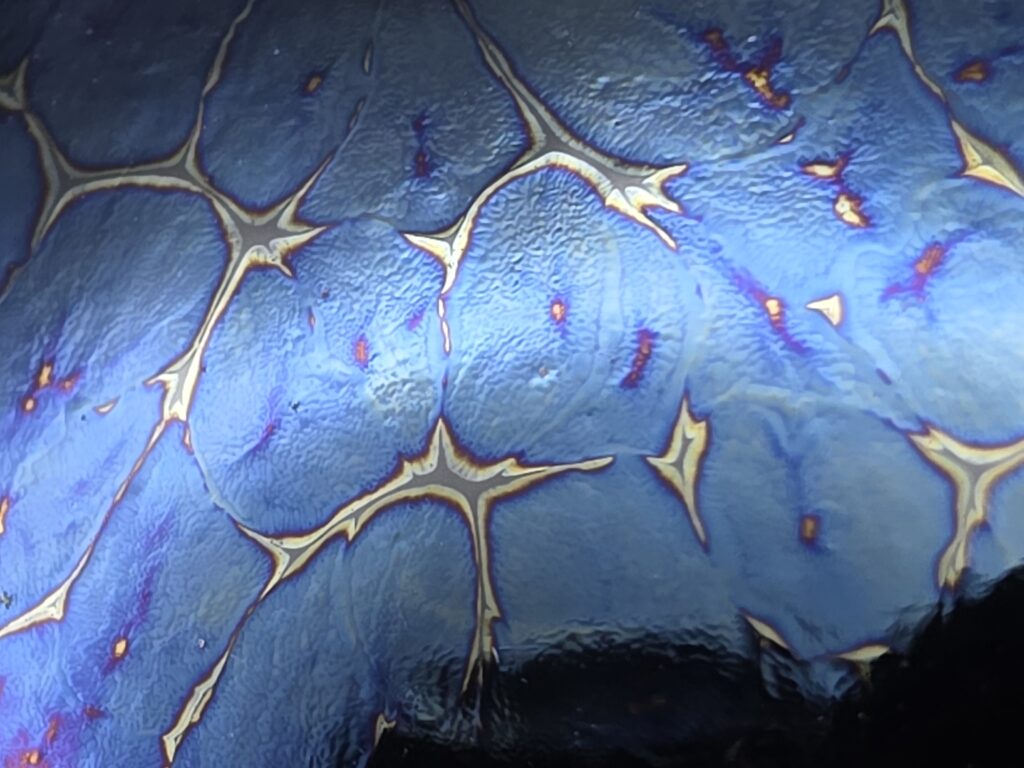 Li Jinhua drippy mushie