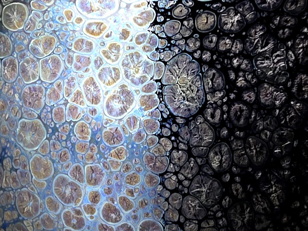 ssyp purple spots