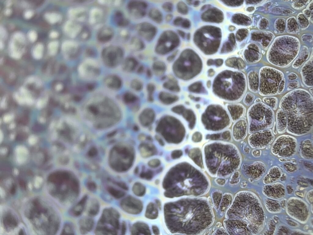 ssyp purple spots