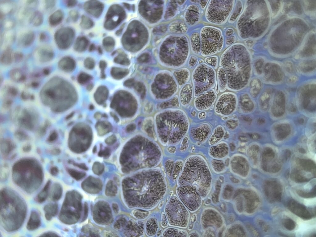 ssyp purple spots