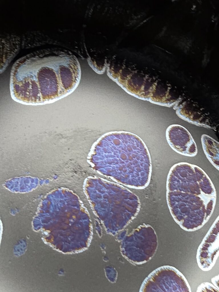 Kiln change grey silver Chen Huizhong