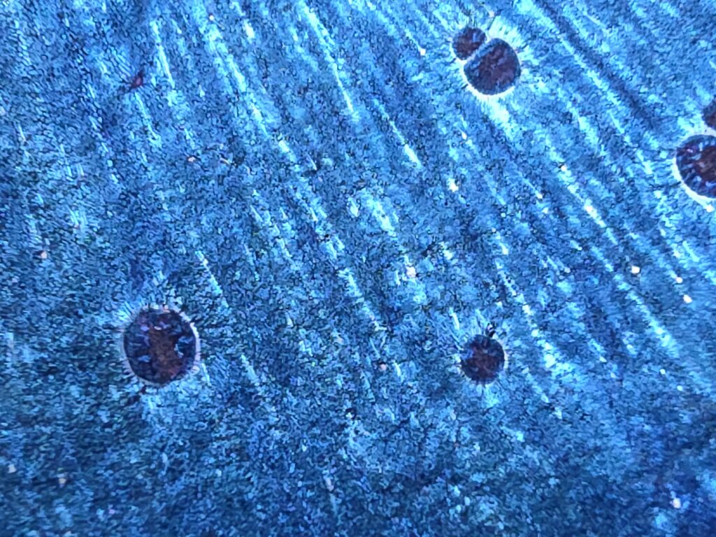 Wang Li Qin blue oil spot