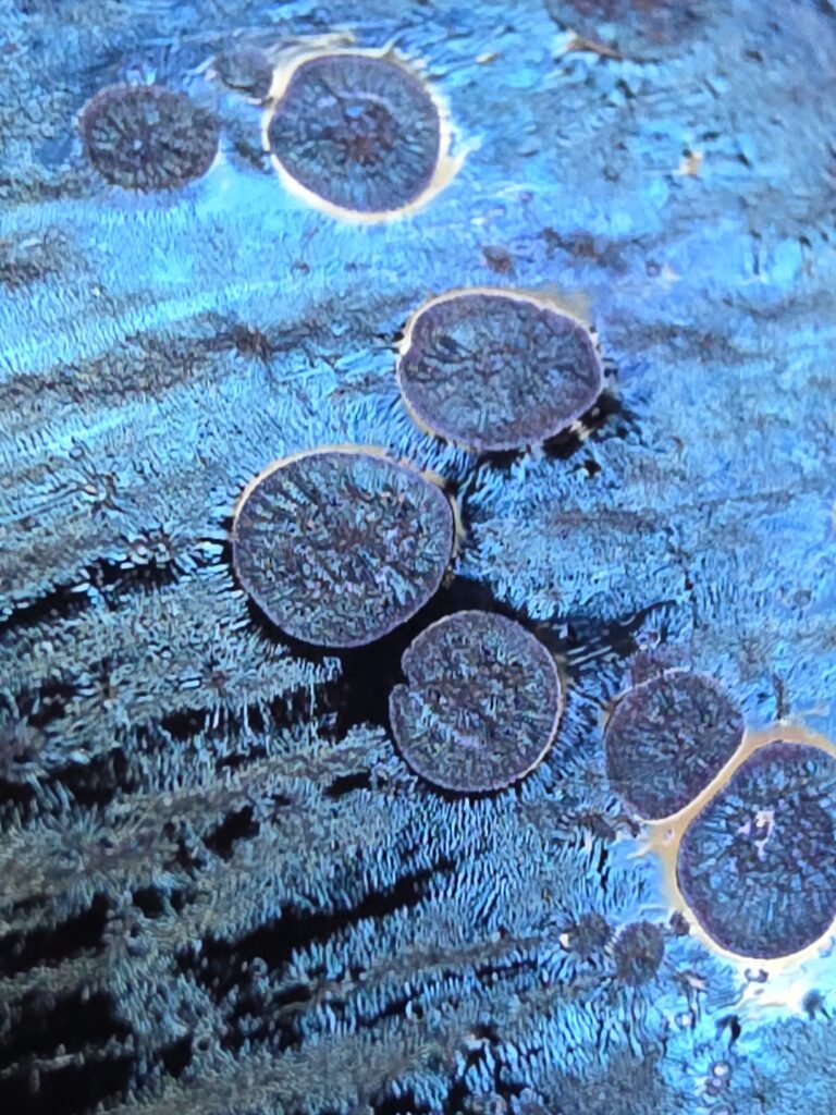 Wang Li Qin blue oil spot