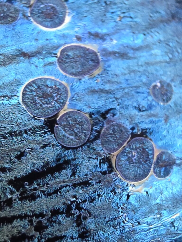 Wang Li Qin blue oil spot